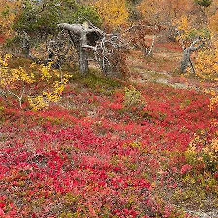 Taikalevi בית נופש לוי
